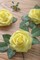 Artificial Flowers 25pcs Real Looking Canary Yellow Foam Fake Roses (Canary Yellow) 3"D x 3"W x 9"H